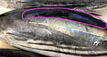 おいしいカツオの見分け方 まとめ 人生 攻略サイト 沖縄局